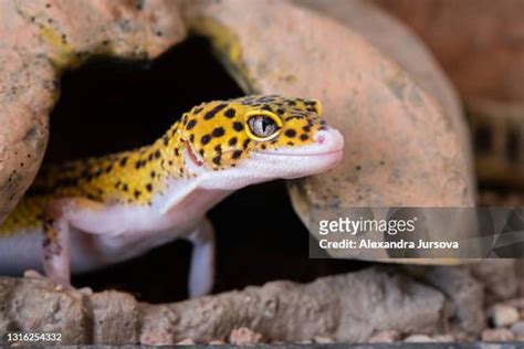 yellow spotted lizard pictures|129 Yellow Spotted Lizard Stock Photos & High.